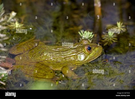 Chiricahua Leopard Frog Rana Chiricahuensis Arizona Usa Also