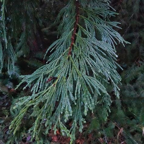 Calocedrus Decurrens Incense Cedar 10 000 Things Of The Pacific