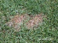 Pythium Blight | Turfgrass Diagnostic Lab