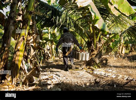 Coconut Sap Is Collected From The Coconut Palm By A Tapper Its A