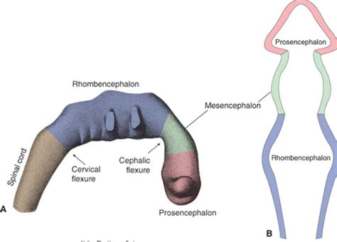 Neuroembryology Flashcards Quizlet