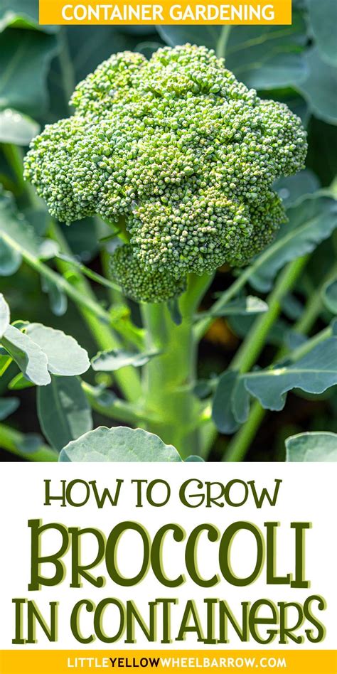 Grow Broccoli In Containers Hassle Free Growing Broccoli Container