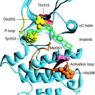 Structure of the Abl kinase domain in complex with imatinib (green ...