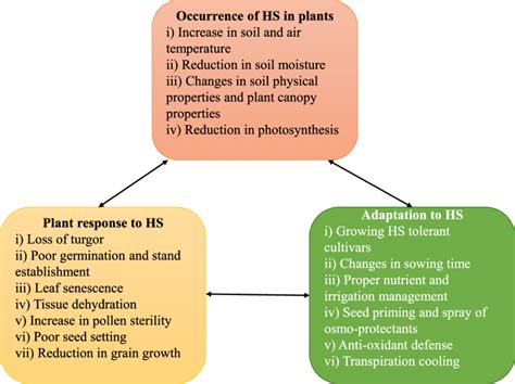 Main Effects Of Heat Stress HS On Plant Growth Physiological And