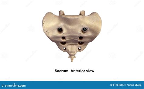 Sacrum Pelvic Surface Bone Stock Image 17810809