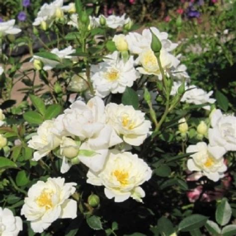 Cаджанці роз Уайт Фейри [саженец 3-х лет] | Грунтоопокривна | Купити ...