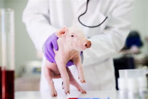 Pig Examination At Laboratory Healthcare Industry Veterinarian Checking