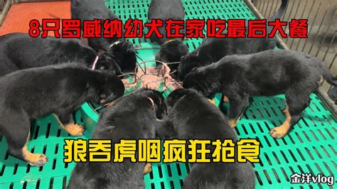 8只罗威纳在犬舍吃最后一次大餐，狼吞虎咽疯狂抢食 Youtube