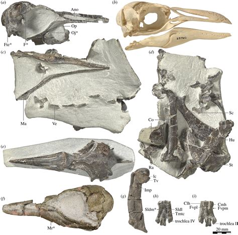 Ancient crested penguin fossil found in New Zealand