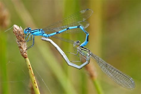 Paarungsrad Becherjungfern Gemeine Becherjungfer Enallagm Flickr