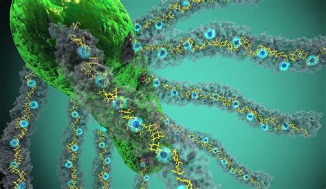 Caption Bacteria Producing Nanowires Made Up Of Cytochrome OmcS