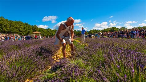 Animations et fêtes de la lavande VentouxProvence