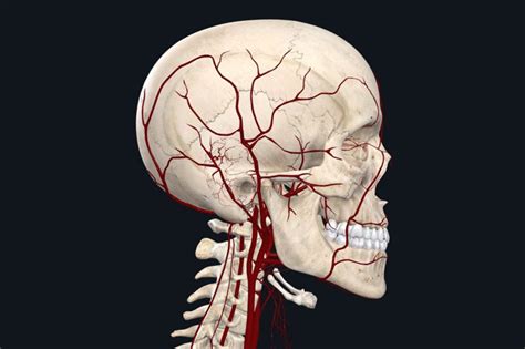 Temporal Artery Biopsy - Dr. Harinder S. Chahal MD