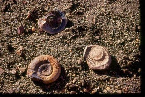 Aksharadhool An Ocean Floor Fossil Park In The Middle Of Himalayas