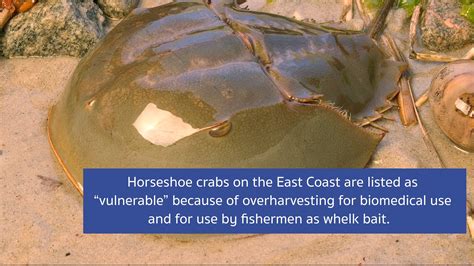 Horseshoe Crab Conservation | Horseshoe crab blood is of great