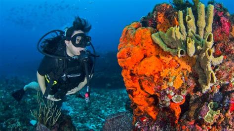 Cu Nto Cuesta Bucear En La Segunda Barrera De Coral M S Grande Del