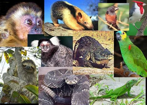 Por Que A Biopirataria Deve Ser Combatida Pelo Governo Brasileiro