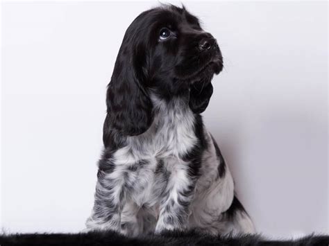 Blue Roan Cocker Spaniel Colour Illusion And Unique Traits Uk Pets