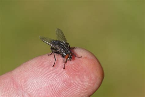 Flesh Fly Classification