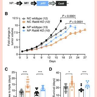 Rabl A Promotes Mpnst Progression In Both Nf Cdkn A And Nf P