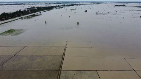 Petani Sigi Gagal Panen Karena Sawah Terendam Banjir