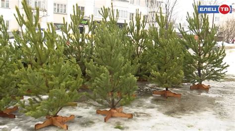 «И вот она нарядная…»: в Ельце начали свою работу елочные базары - YouTube