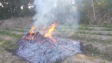 Pembersihan Lahan Untuk Di Tanami Kacang Panjang Pertiwi Dan Pree