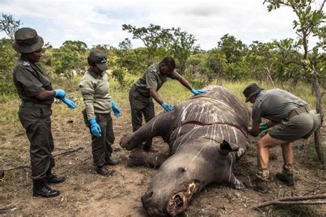 Traurige Bilanz Im Jahr Wilderer Haben In S Dafrika Ber