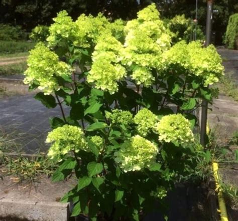 Гортензия метельчатая Мохито. (Hydrangea paniculata Mojito PBR) С3, 4 ...
