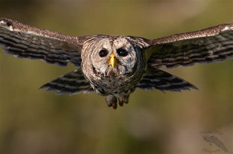 Barred Owls - Whistling Wings Photography