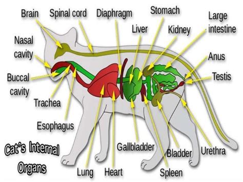 Female And Male Cat Anatomy Diagram