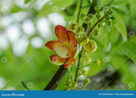 Cannonball tree flower stock photo. Image of fresh, garden - 122434146