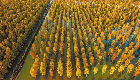 Scenery Of Metasequoia In Zhangdu Lake Wetland Wuhan The People S