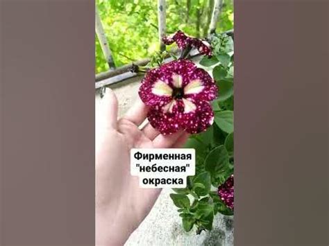 Легендарная Петуния "Грозовое небо" - YouTube