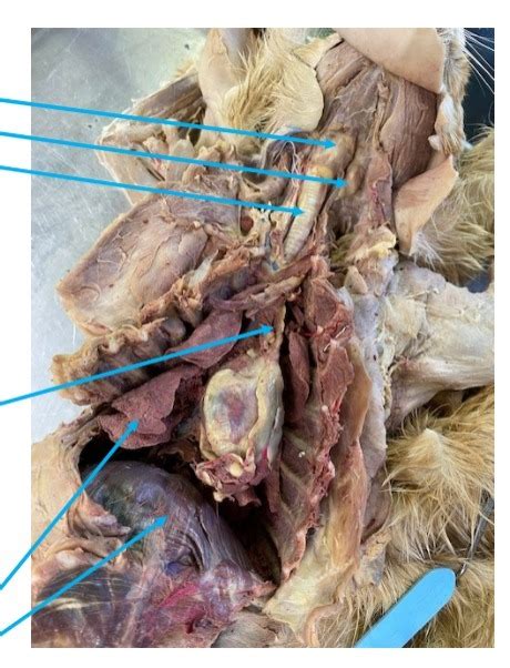 Respiratory Structures Of Cat Dissection Not From Model Cat Diagram