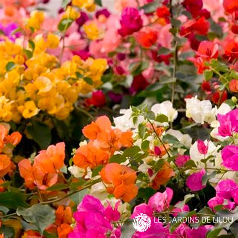 Bougainvillea - various colors - (BOUGAINVILLEA)