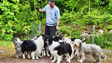 C Mo Ser Cuidador De Perros Criadero De Perros Madrid