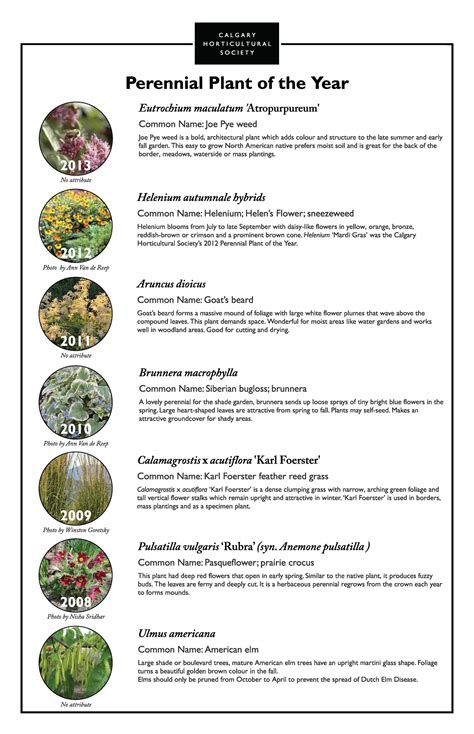 Perennial Flower Names List