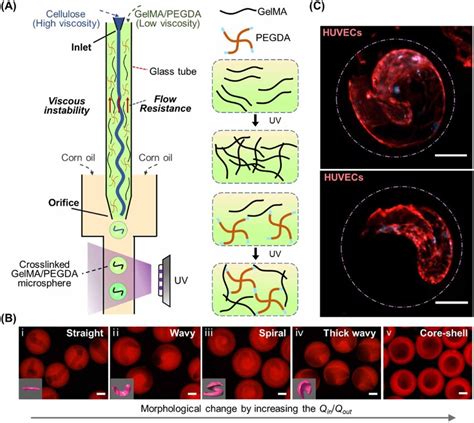 Fabrication Of Hydrogel Microspheres With Tunable Interior Morphologies