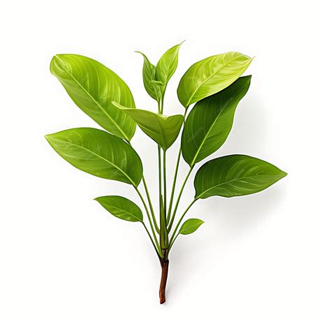 Premium AI Image | Banana Plant Nymphoides Aquatica Light Green Rounded