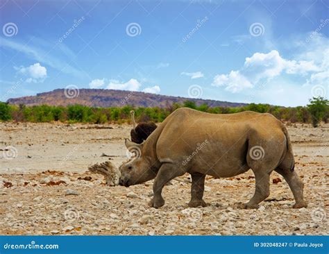 Wild Endangered Black Rhinoceros, with Horn Removed Stock Image - Image ...