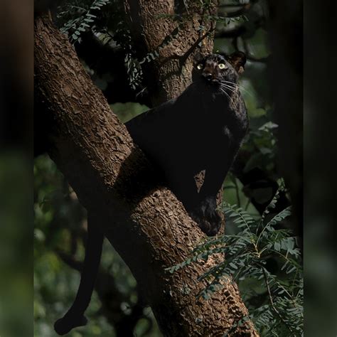 Stunning Rare Wild Black Leopard Photographed in India