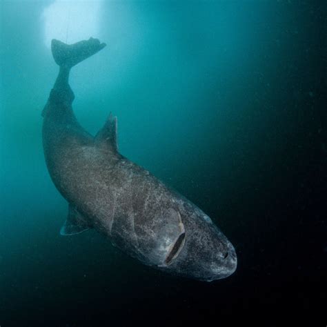 Greenland Sharks Natural World Facts