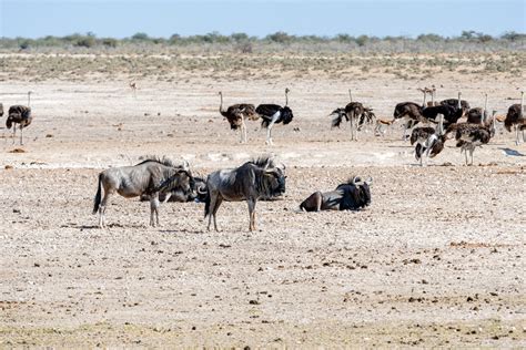 Interesting Facts About The Great Wildebeest Migration In Tanzania