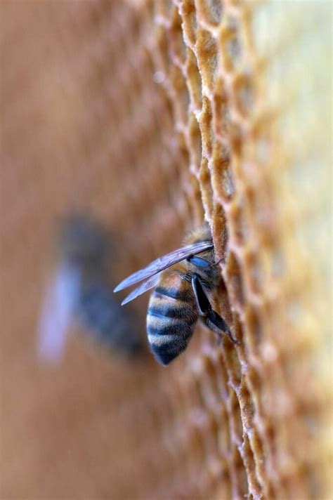 9 Significados de las Abejas en tu Casa Espiritual Bíblico Earth