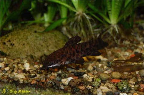 Welse - Das Aquarium