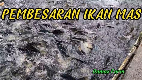 Budidaya Ikan Mas Kolam Air Deras Subang Youtube