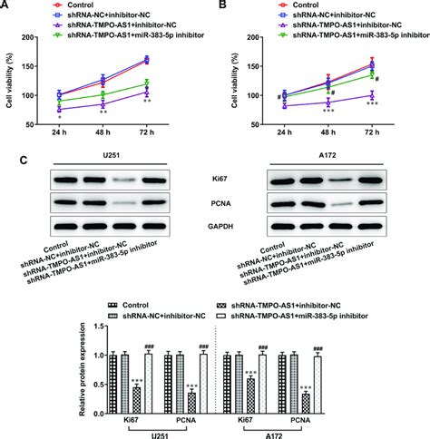 The Inhibitory Effect Of TMPO AS1 Knockdown On Cell Proliferation Was