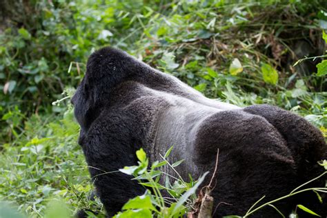 3 Days Mgahinga Gorilla Trekking Tour