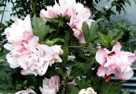 Древовидный гибискус садовый - посадка и уход в открытом грунте, сорта ...